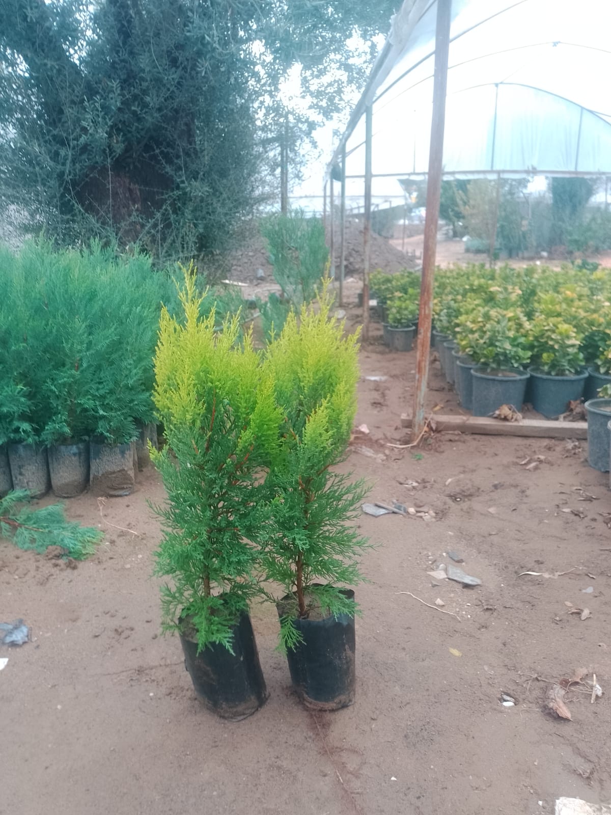 Almina Çiçekçilik 